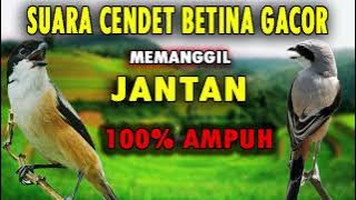 SUARA CENDET BETINA MEMANGGIL JANTAN GACOR AMPUH UNTUK PANCINGAN CENDET MANAPUN 100% AUTO NYAUT