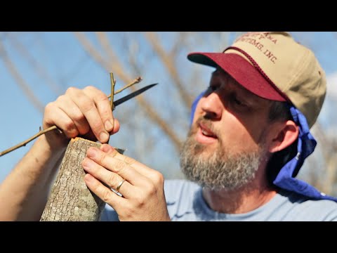 Turning a TRASH tree into a FRUIT tree! SEE RESULTS!