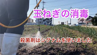 【玉ねぎの消毒】殺菌剤はシグナムWDGを使いました。ベト病対策です(^-^;