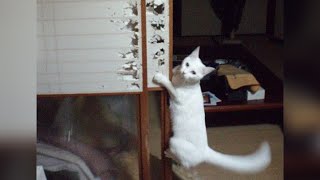 FUNNY DOGS 2021 😹🐶 CUTE CATS VIDEOS 😂 Try Not To Laugh by AnimalKing 4 views 2 years ago 8 minutes, 34 seconds