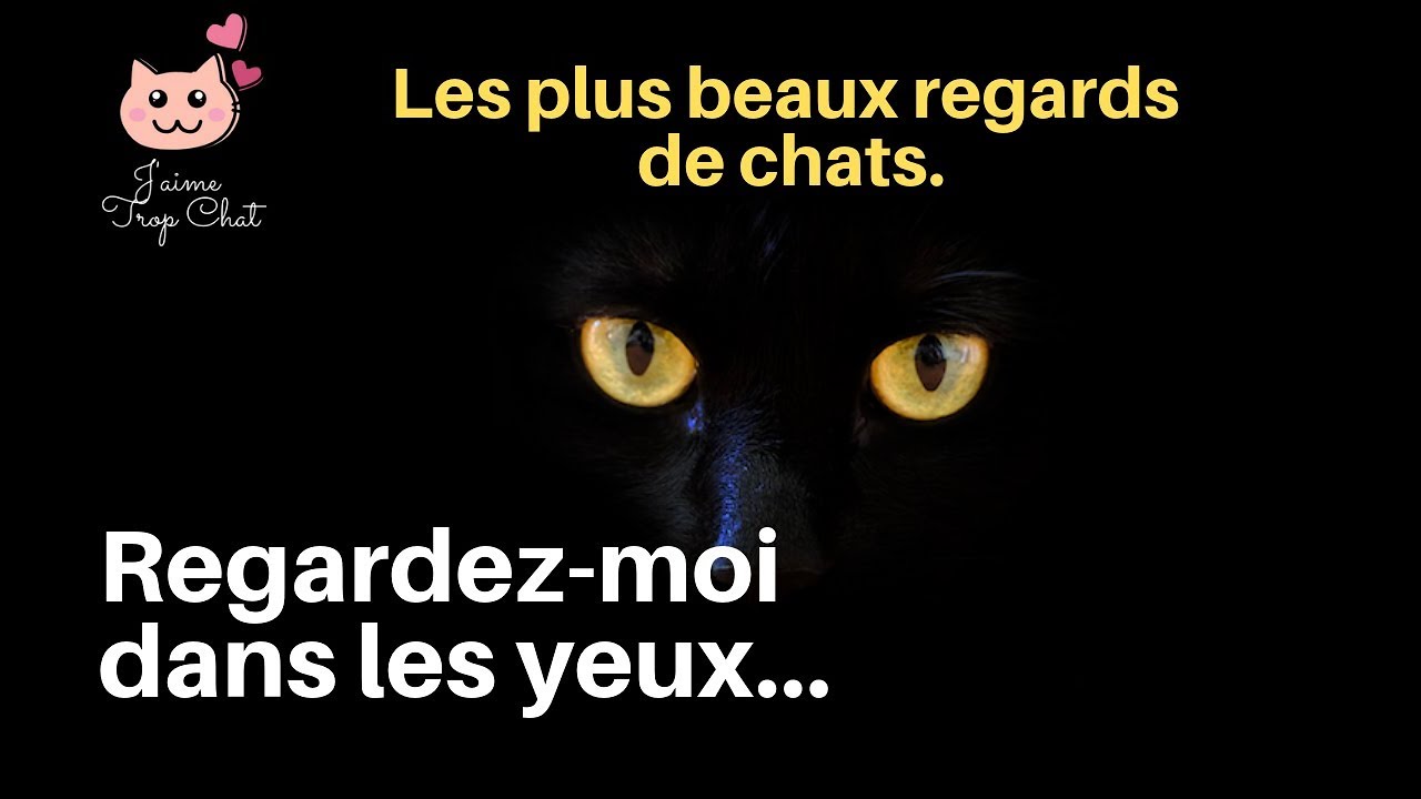 Chat Noir Races Beaute Rumeur Histoire Chat Noire J Aime Trop Chat Blog