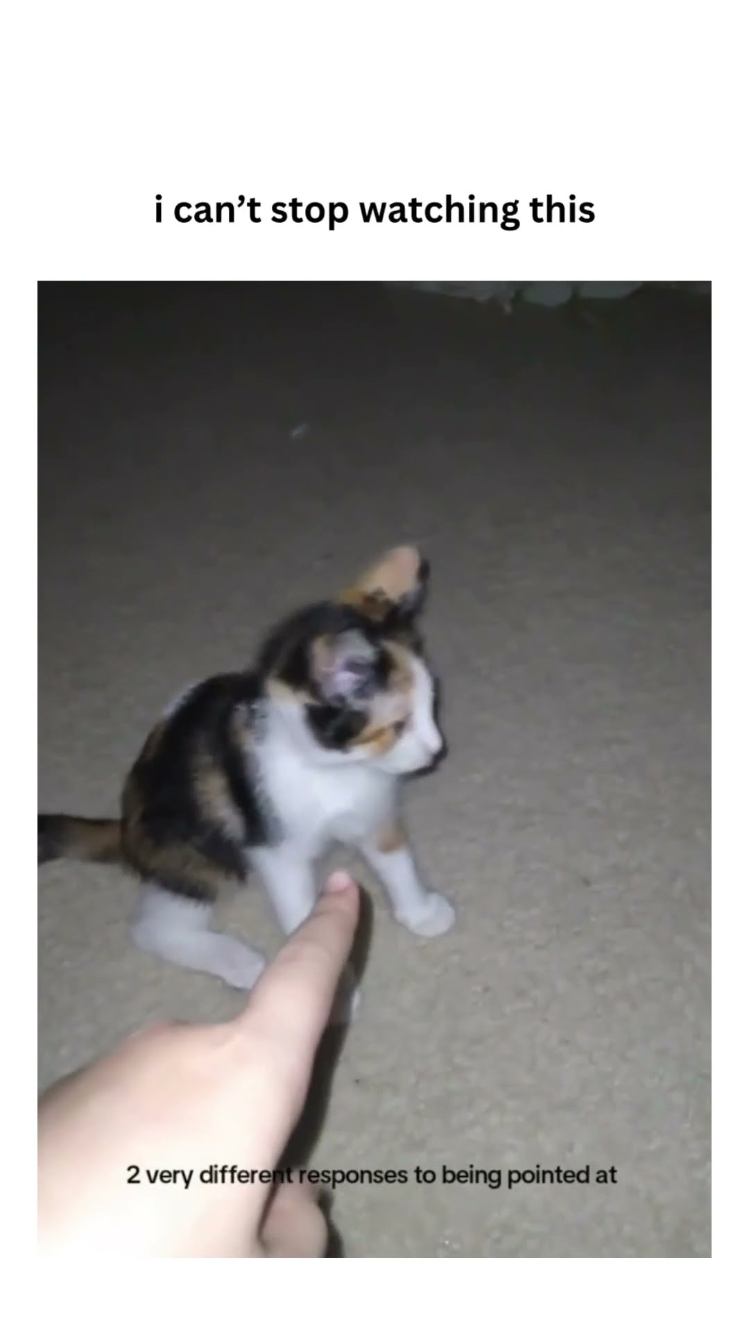 Kittyos reacting to that pointing and my skin playing in the back