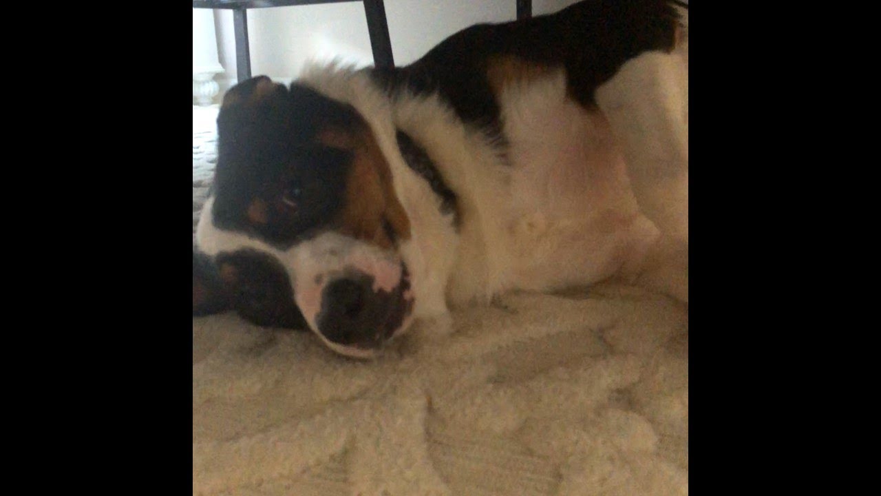 Bad Dog Doesn't Want To Go To Bed "There's no such thing as a bad dog