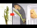 【かんたん】オオカマキリのペアリング&産卵はこうする
