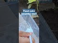 Memupuk tanaman #lahansempit#tanaman#tani#belajartanam#fyp#berkebundirumah#pertanian#antimager