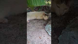 Daily stories 18/30..mulakum manjalum.. #day #minivlog #trendingshorts #fypシ
