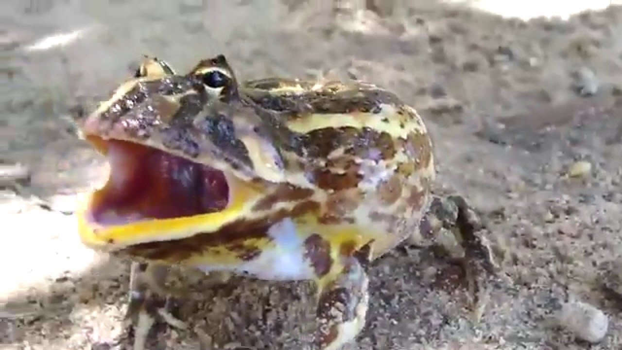 Злая лягушка - YouTube