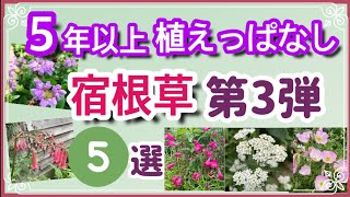 ５年以上植えっぱなし宿根草シリーズ第三弾 初心者さん必見 暖地でも安心夏越し可能 丈夫な宿根草５選 Youtube