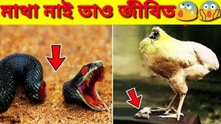 ৫টি এমন জীব মাথা বাদেও জীবিত।5 Animals live without head।5 Amazing Animal WithOut Head।