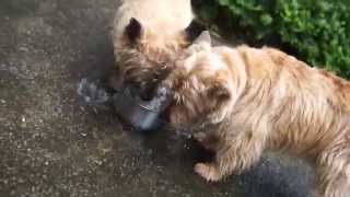 自分のボウルを洗うノーリッチテリア Norwich terrier dog washing his ...