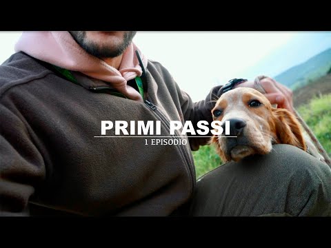 Video: Come addestrare un cane da caccia?