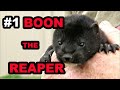 #1 Baby Boon: The Beginning of a Legend!
