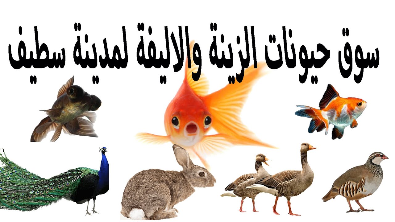 سوق حيونات الزينة والاليفة لمدينة سطيف