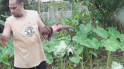 Zipso - Vaaiga i ou manatu (Official MTV)