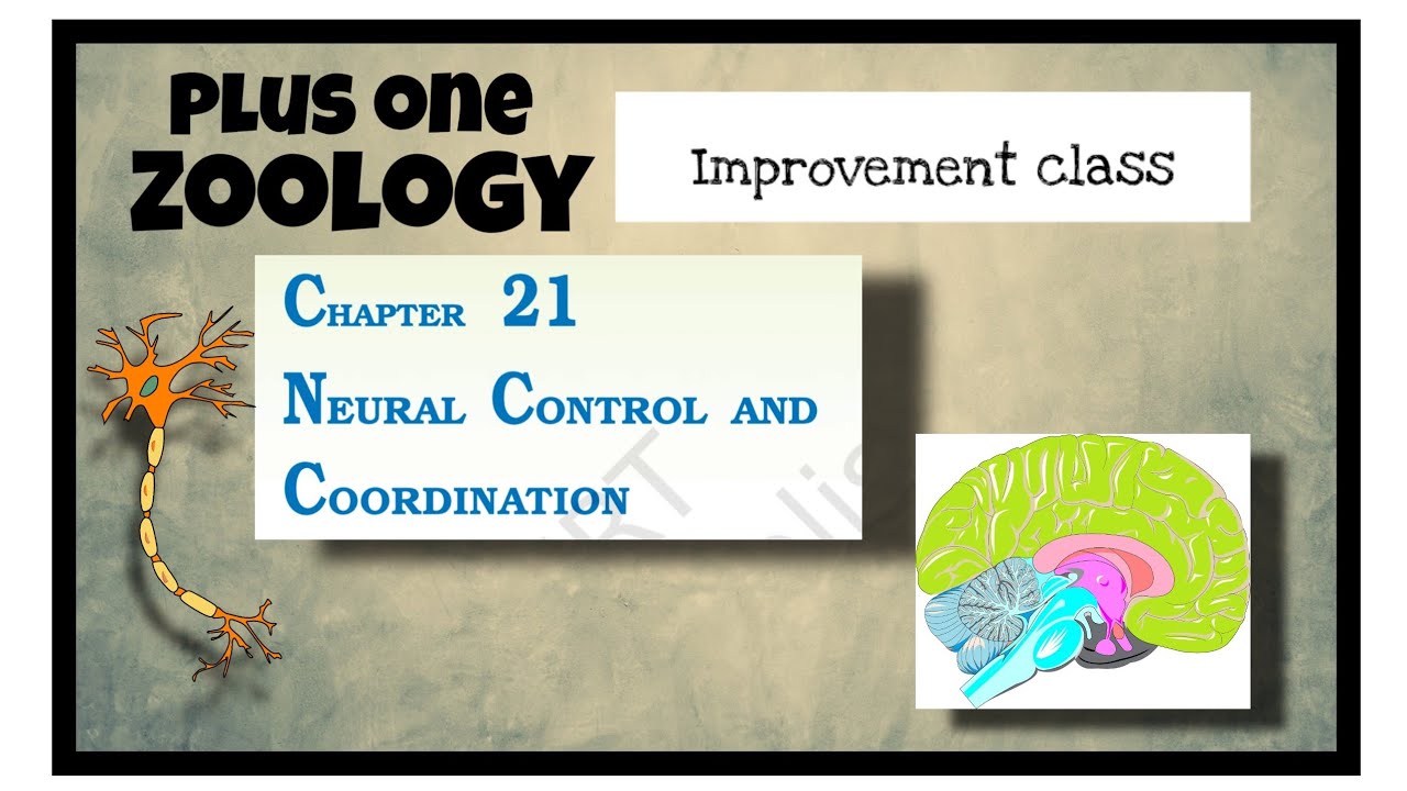 Neural control and co ordination
