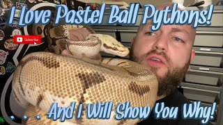 The Power Of The Pastel Gene! I Love Pastel Ball Pythons And I'm Going To Show You Why! Profile
