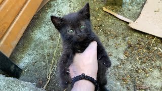 Cute kittens fought with each other to drink milk. Kittens are incredibly beautiful.