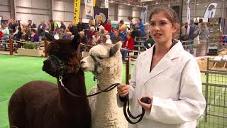 What makes Australia a great home for the Alpaca