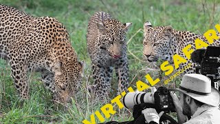 Four Leopards Steal the Show on New Year's Eve! Virtual Safari # 199