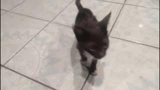 Takkuat menahan lapar dia mengeong ngeong