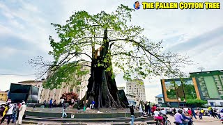 THE FALLEN FREETOWN COTTON TREE 🇸🇱 - VLog 2023 - Explore With Triple-A