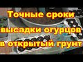 Точные сроки высадки огурцев в открытый грунт