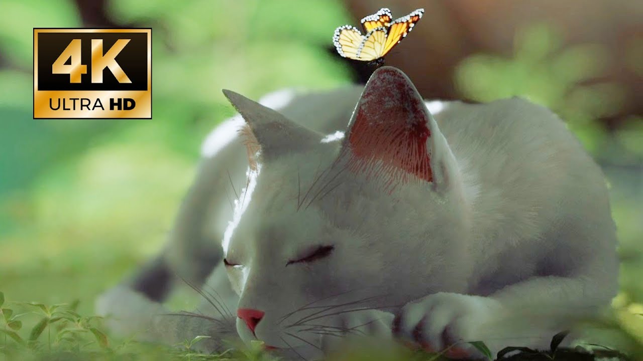 [4K] Stray MOD as White cat Blue eye's Gameplay PC %