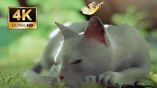 [4K] Stray MOD as White cat Blue eye's Gameplay PC %