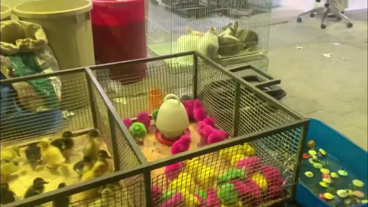 Kuwait Birds And Pets Market Vlog YouTube