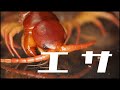 【ムカデの餌やり】2匹以上エサやりした方が大きくなるって本当?