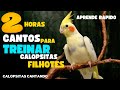 Calopsita cantando 2 horas de canto de calopsita para treinar filhote assobio de calopsitas cantando