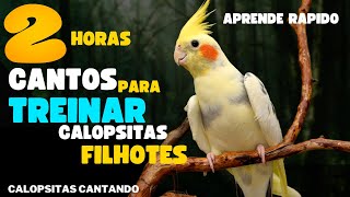 Calopsita cantando 2 horas de canto de calopsita Para Treinar Filhote assobio de calopsitas cantando screenshot 5