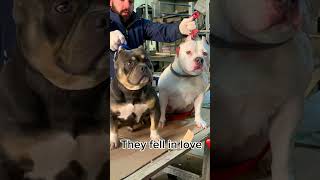 𝐹𝑖𝑟𝑠𝑡 𝑎𝑚𝑒𝑟𝑖𝑐𝑎𝑛 𝑏𝑢𝑙𝑙𝑦 𝑡𝑟𝑖 𝑐𝑜𝑙𝑜𝑟𝑒 Albania & Kosova