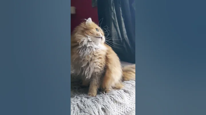 Watch the video about Foxy, our British Longhair girl 🐱 #kitten #blh #britishlonghair #ny25