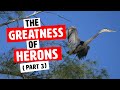 The Greatness of Herons Part 3