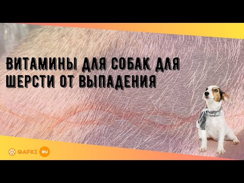 Витамины для собак для шерсти от выпадения