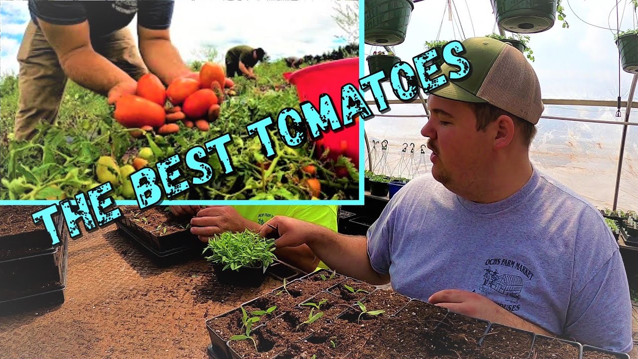 We plant thousands of tomato plants, but HOW?