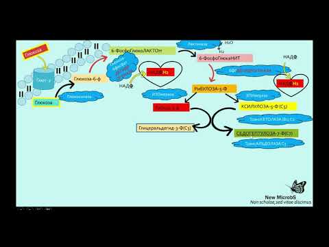 Пентозофосфатный путь (Часть 8)