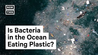 Could Bacteria in the Ocean Be Eating Plastic?