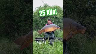 Angeltrips in einer Minute: 25 Kilo Karpfen aus der Elbe #karpfenangeln