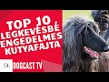 TOP 10 legkevésbé ENGEDELMES KUTYA!  Dogcast TV!