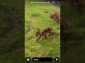 Fox’s