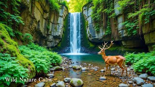 Música relaxante da natureza em 4K 🌳 | Refresque sua mente e aumente sua energia vital