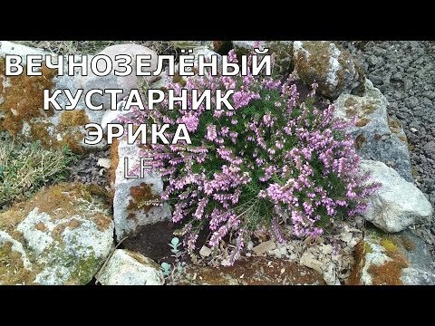 Хвойный морозостойкий кустарник ЭРИКА. Выращивание.