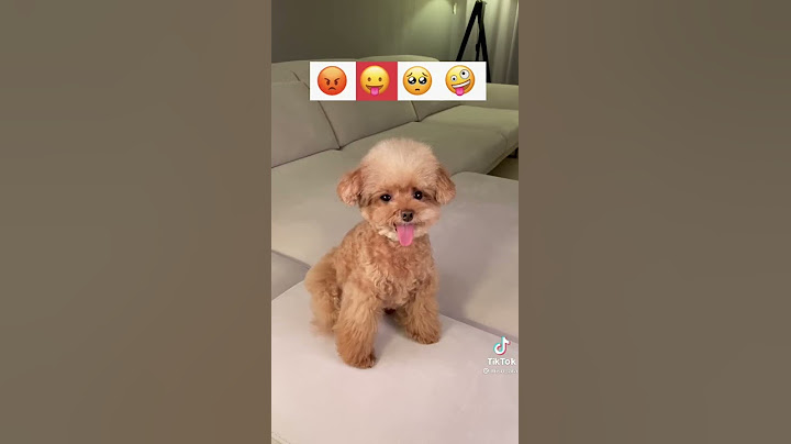 emociones vercion perrito (tiktok)