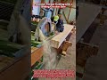 Precision Timber Cutting with a Sliding Circular Saw #woodworking #wood #craftsmanship #carpentry