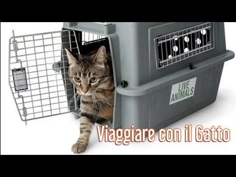 Video: Viaggiare Ed Escursioni Con I Gatti: Famosi Gatti Dell'avventura