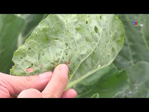 Video THUỐC TRỪ SÂU TƠ HẠI CẢI BẮP .. - youtube