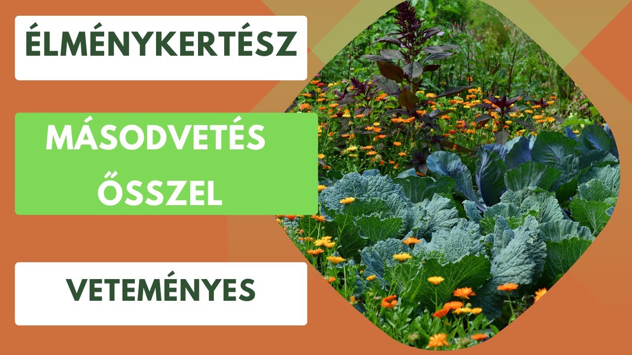 Másodvetés ősszel, hogy télen is legyen mit szedni a kertből!🌱