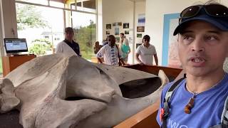 Whale Synapsid Skull